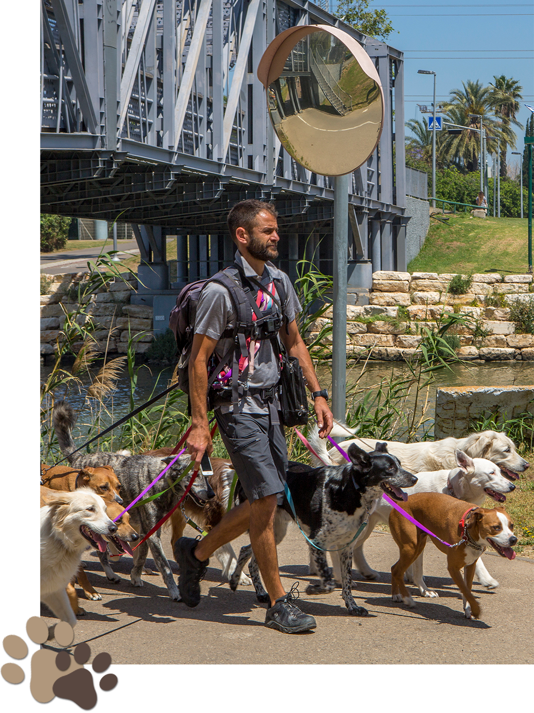 a person walking a dog on a leash