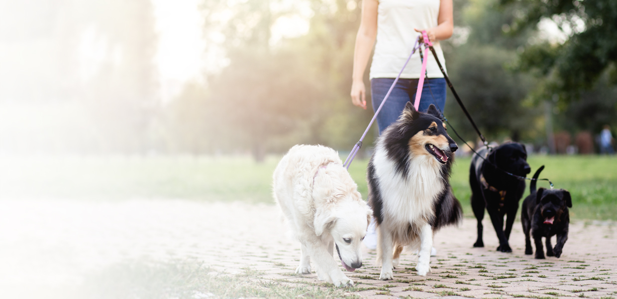 a small dog on a leash